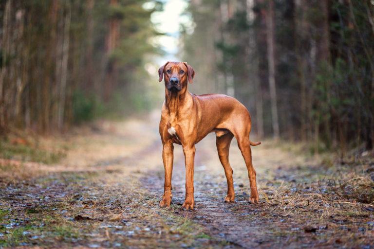 Rhodesian Ridgeback_Shutterstock_Osetrik