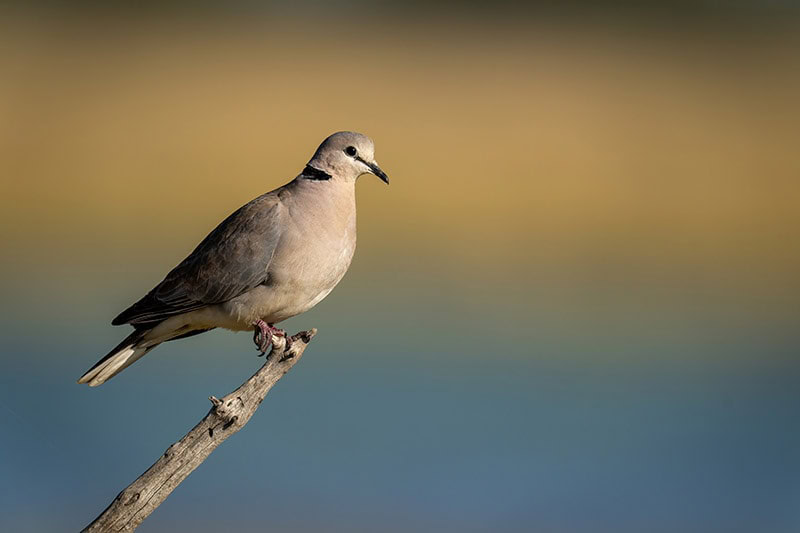 Ring-necked dove on stump in golden light