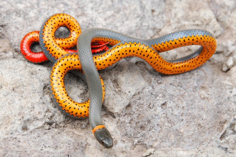 Ringneck Snake
