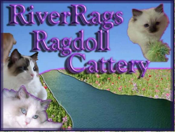 River Ragdoll Cattery