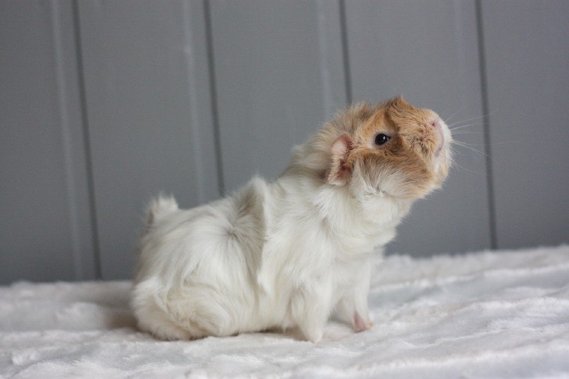 Roan guinea pig