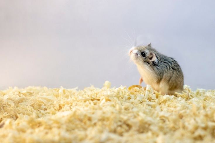 Roborovski hamster