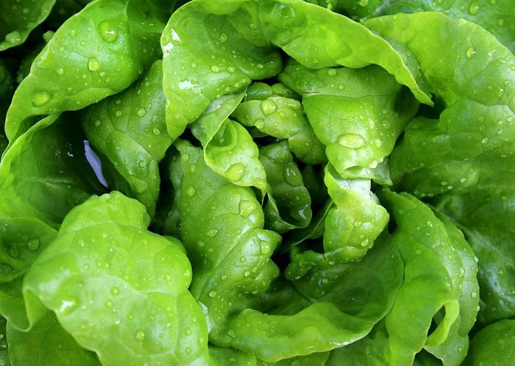 Romaine Lettuce