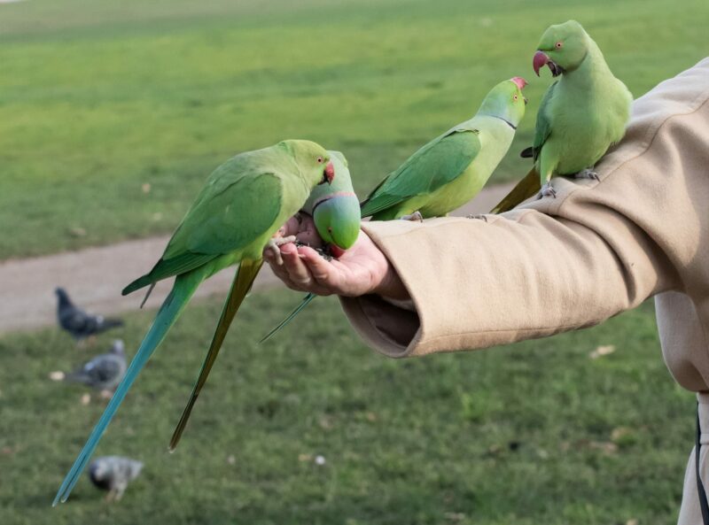 Rose Ringed Parakeet on the hand