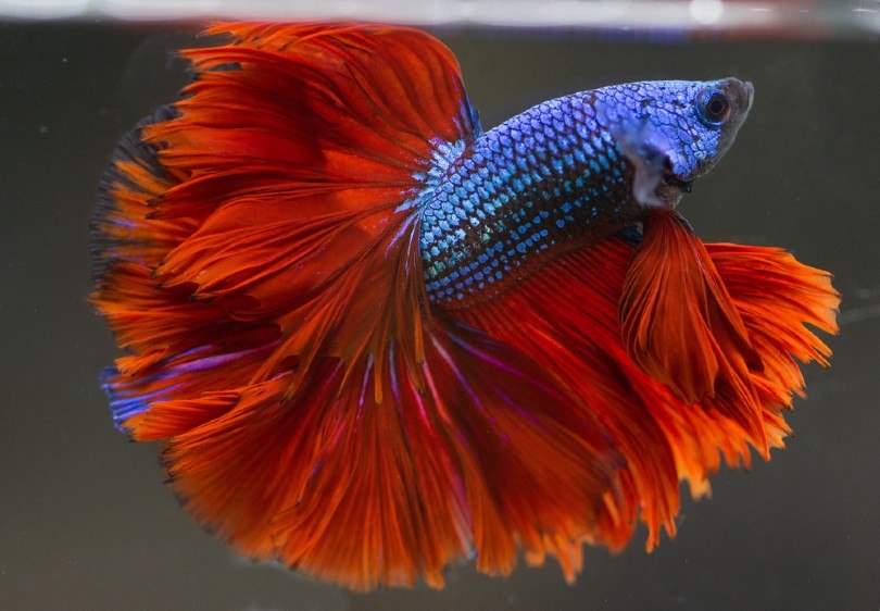 Rose Tail Betta Fish