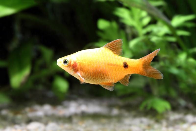 Rosy Barb fish inside the tank