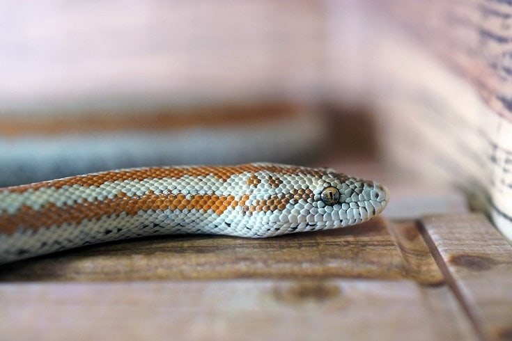 Rosy Boa