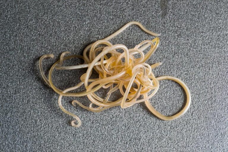 Roundworms In Rabbits Roundworm in Cats: Vet Approved Signs, Causes & Treatment | The Vet Desk