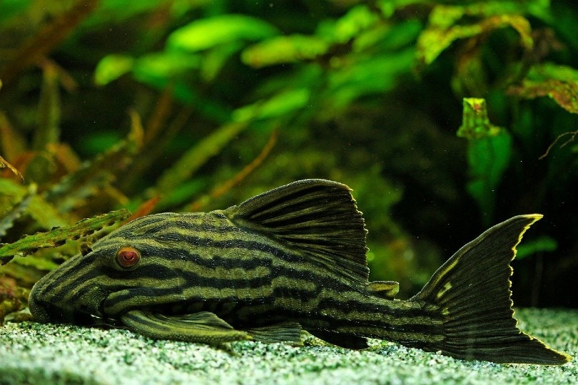 Royal Pleco