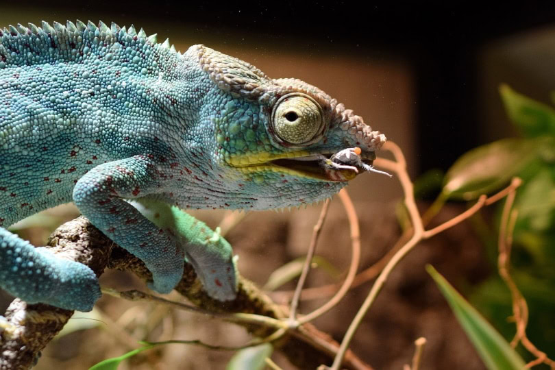 Rudis chameleon eating a bug