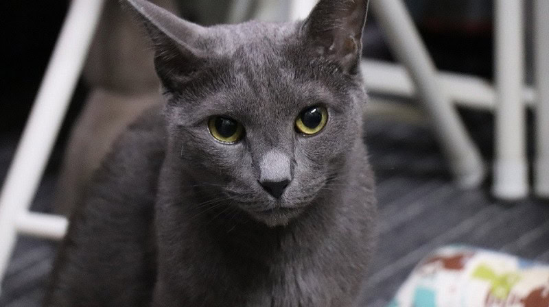 Russian Blue Cat