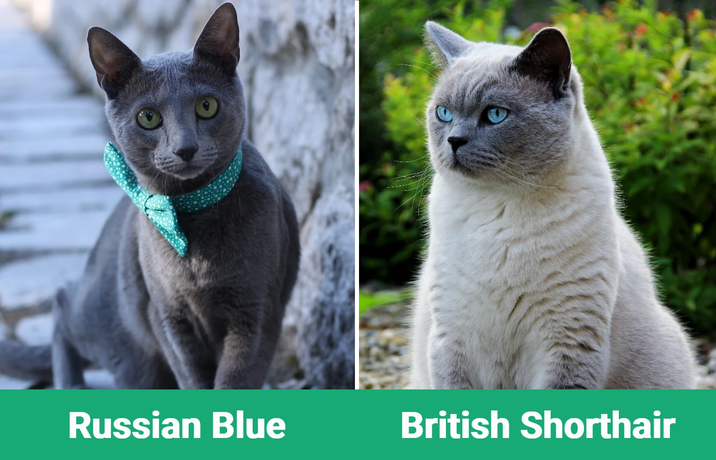 Russian Blue vs British Shorthair - Visual Differences