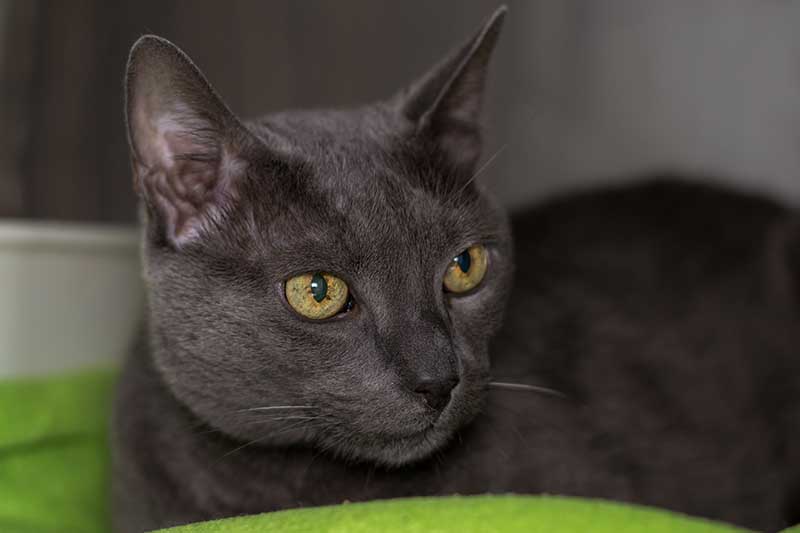Russian blue cat breed with iris pigmentation