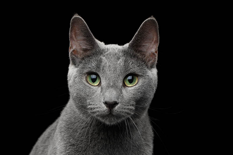 Russian blue cat with amazing green eyes
