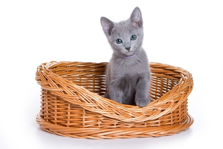 Russian Blue Kitten in basket