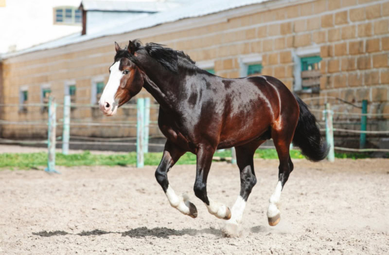 Russian heavy draft horse running in the sand