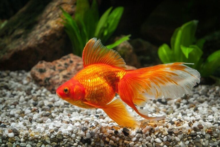 Picture of What’s the Price of a Pet Goldfish in 2026? Complete Cost Guide | The ...