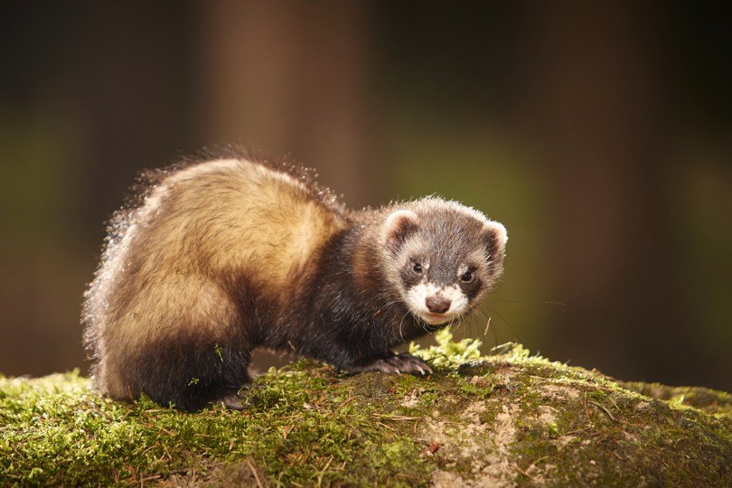 Sable ferret