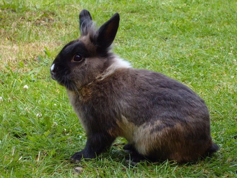 Sable lion head cross rabbit_MichaelSofT_shutterstock