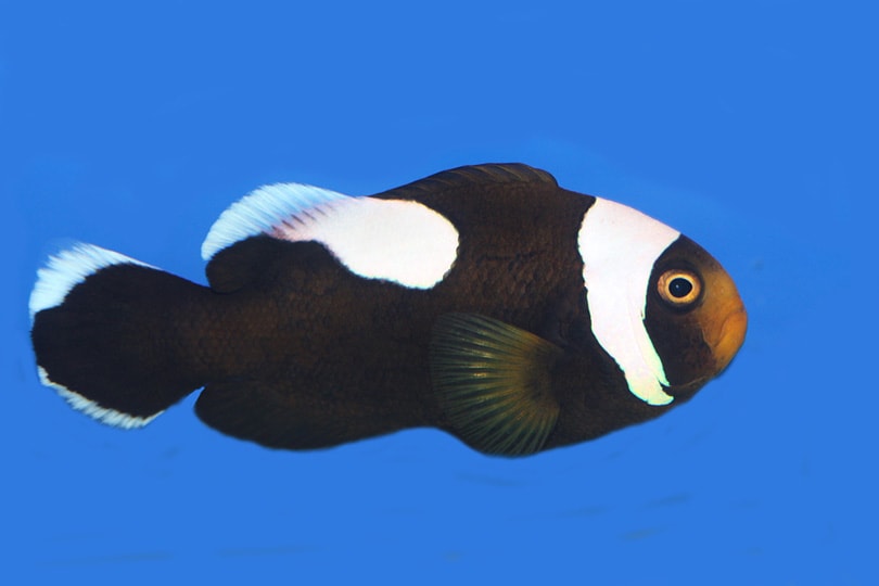 Saddleback Clownfish in a blue background