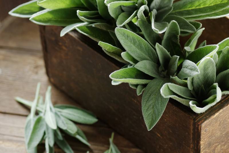 Sage herb in a wooden vintage box on dark moody rustic background