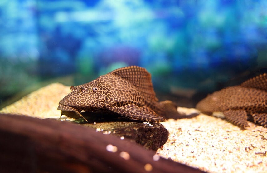 Sailfin Pleco