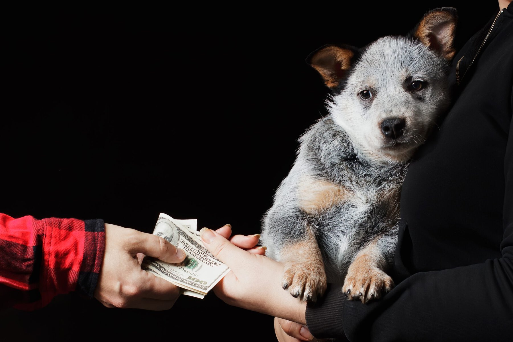 Sale or buy dog puppy scene. Animal trading. Black background. Blue Heeler breed