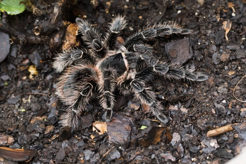 Salmon Pink Birdeater Tarantula_Piqsels