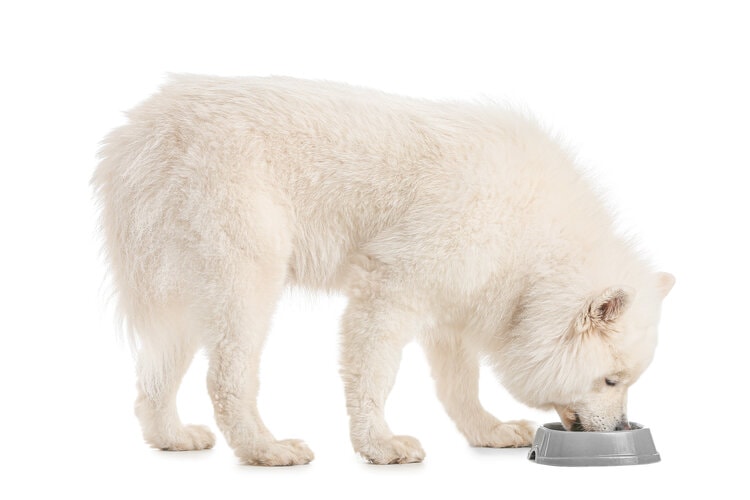Samoyed eating