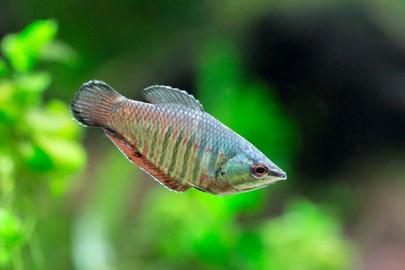 Samurai Gourami