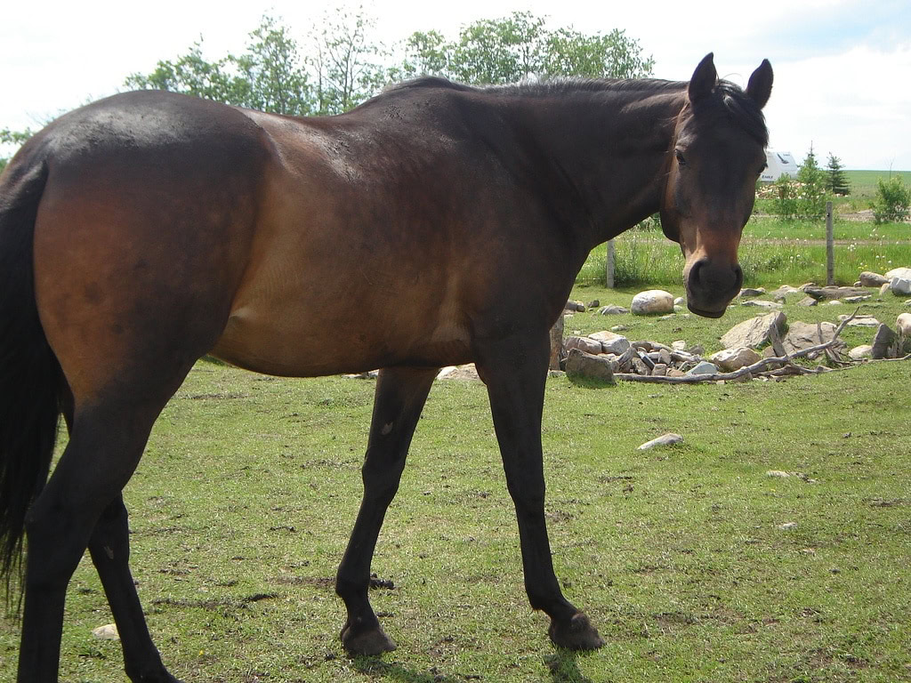 Sardinian Anglo-Arab