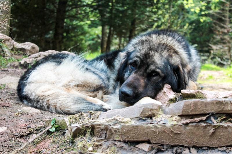 Sarplaninac dog resting