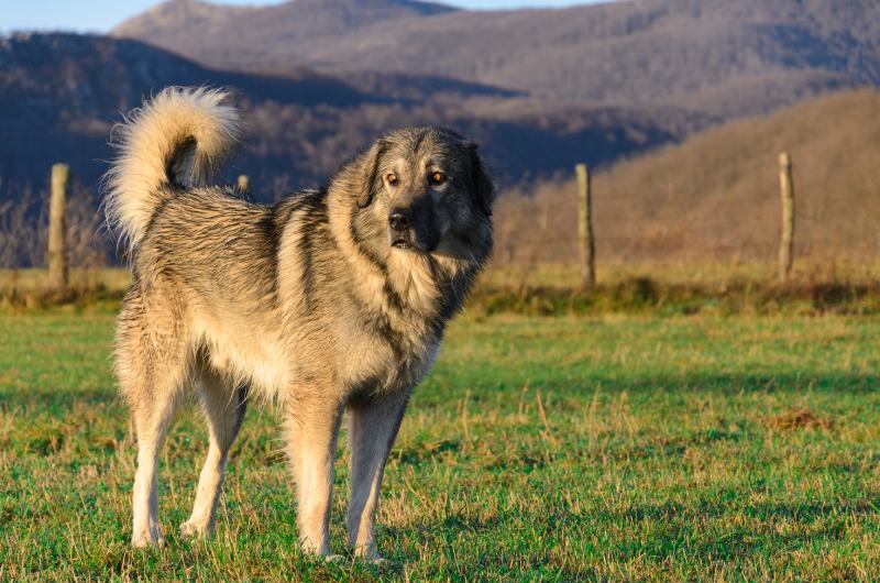 Sarplaninac dog standing outdoors