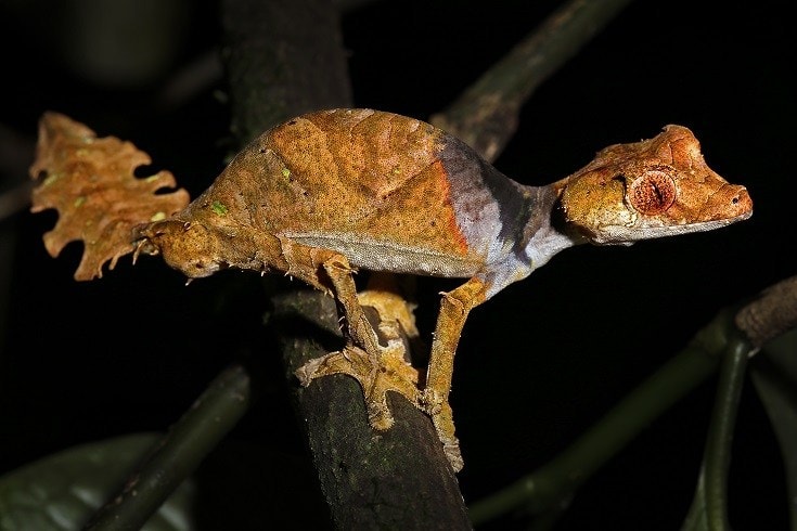 Satanic Leaf Tailed Gecko_shutterstock_Ryan M. Bolton
