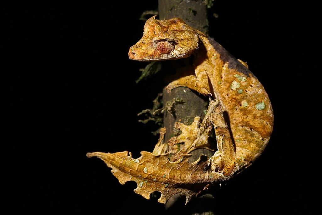 Satanic Leaf-tailed Gecko on the tree