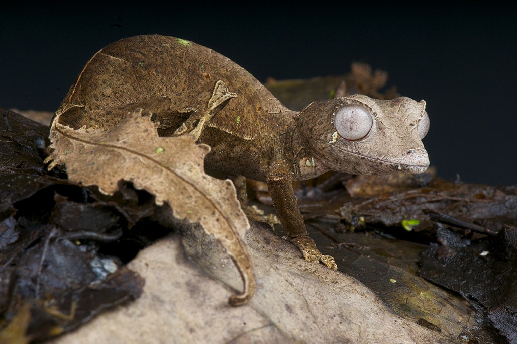 Satanic Leaf-tailed Gecko