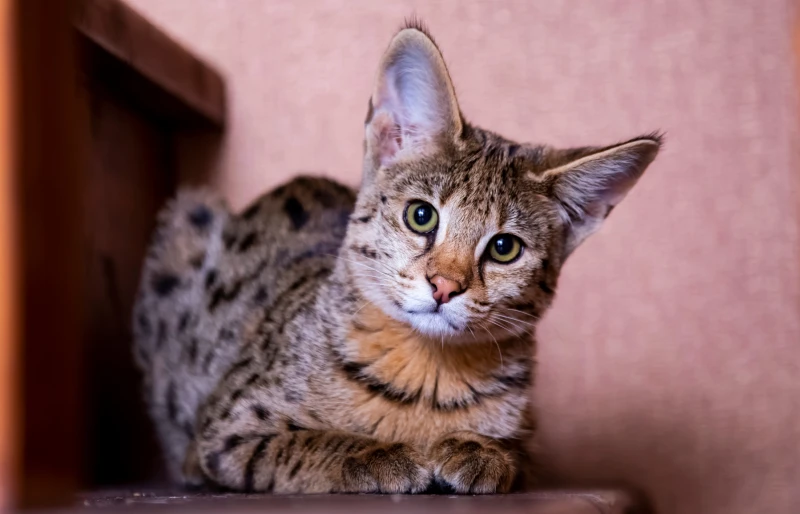 Savannah F1 cat sitting on the stairs