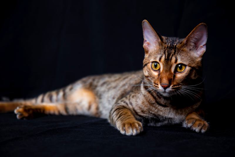 Savannah F5 cat black background