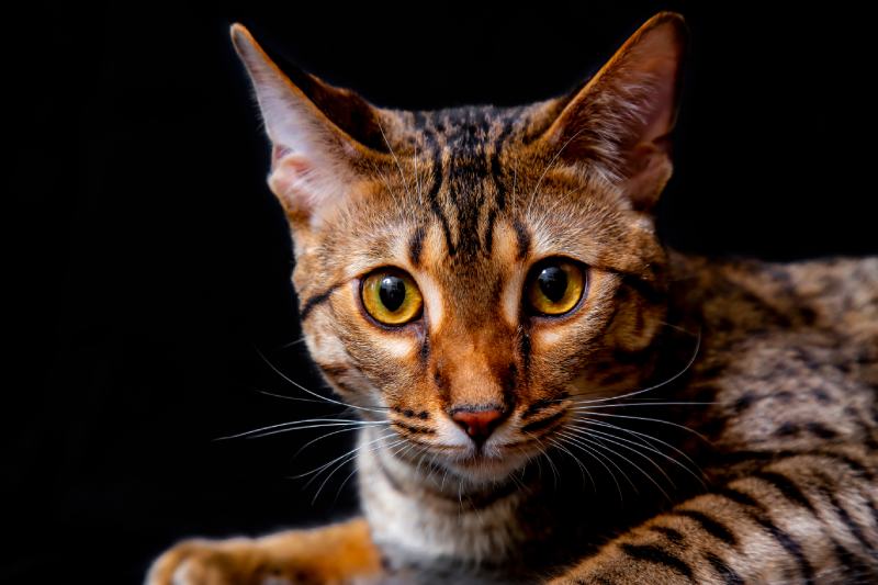 Savannah F5 cat on a black background