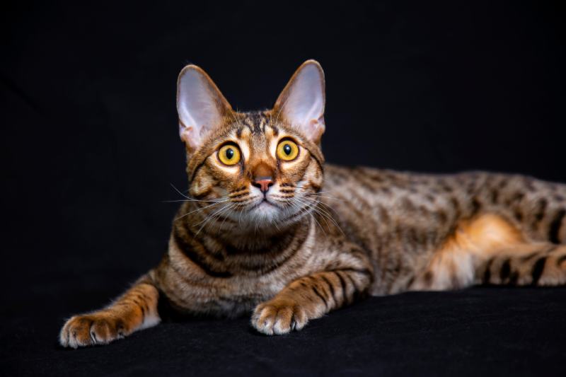 Savannah F5 cat