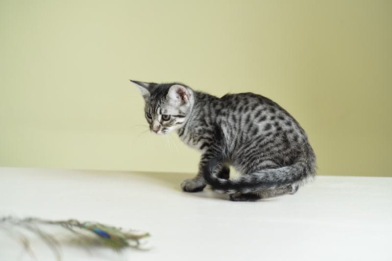 Savannah F5 kitten playing