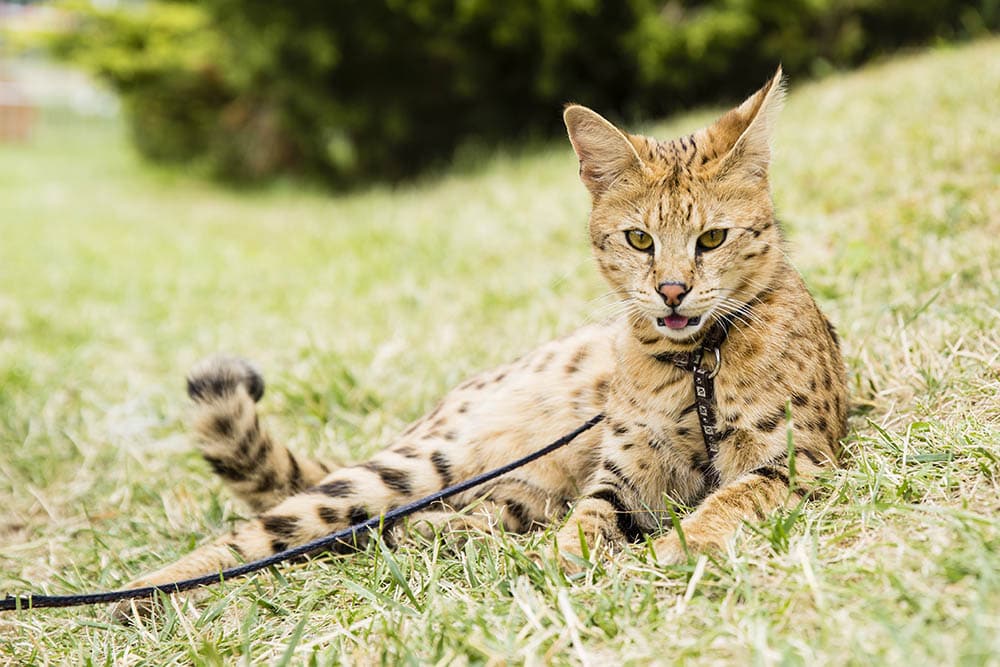 Savannah cat on leash