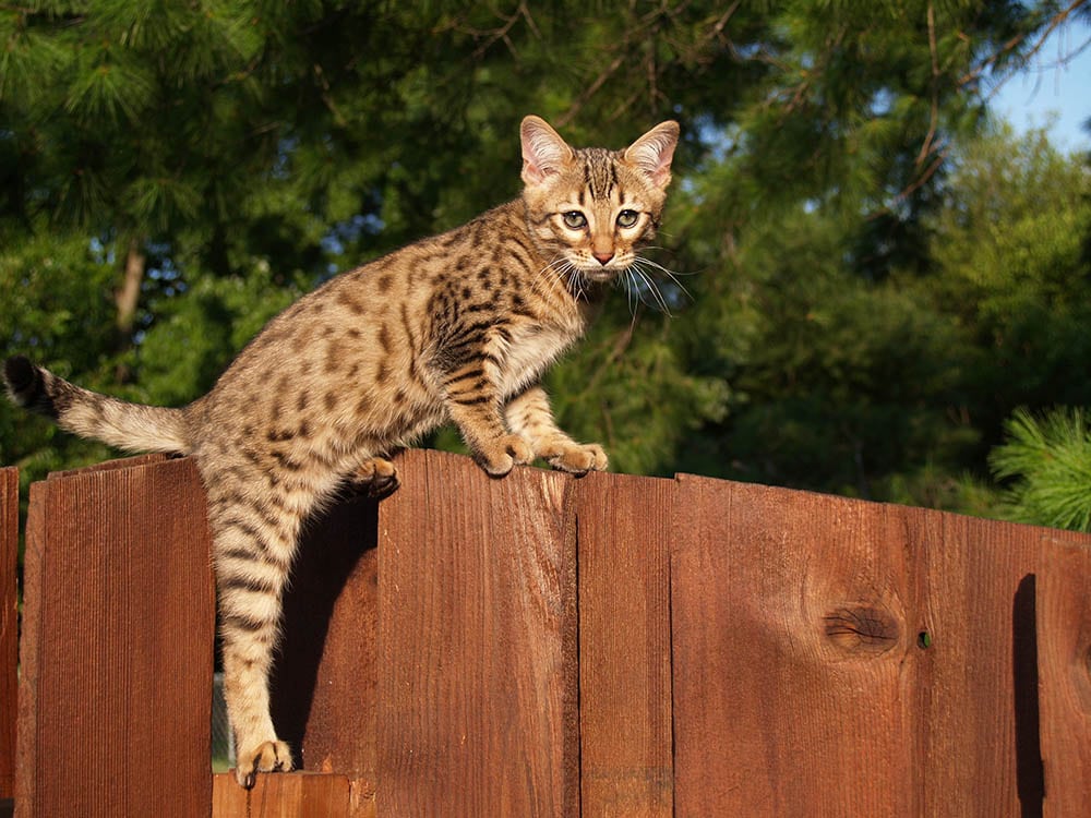 Savannah kitten climbing on a wooden fence