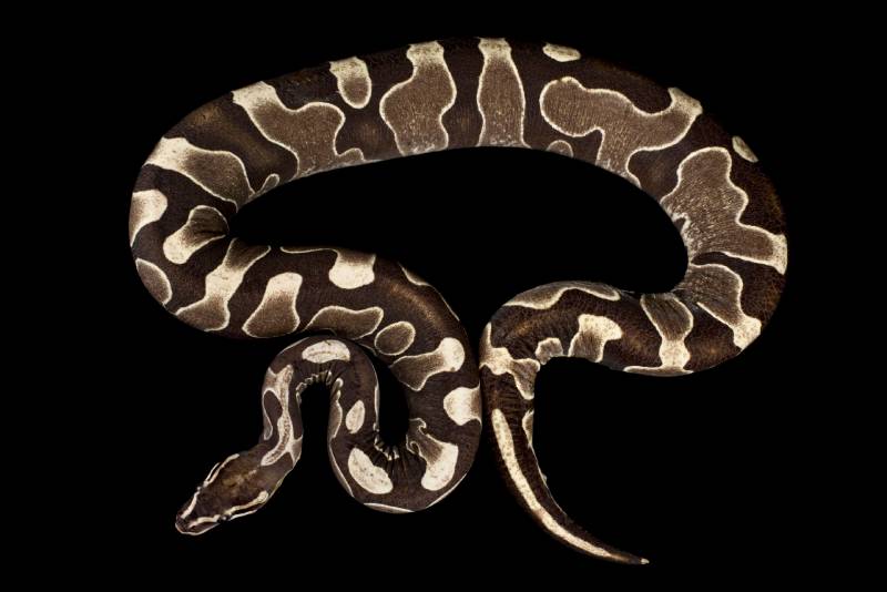 Scaleless ball python
