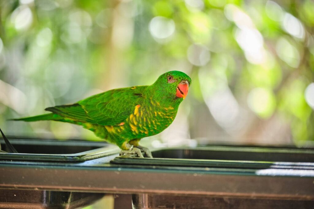 Scaly Breasted Lorikeet side view_Orion Media Group_Shutterstock