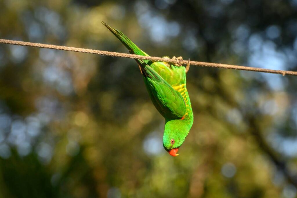 Scaly Breasted Lorikeets upside down_Whitejellybeans_Shutterstock