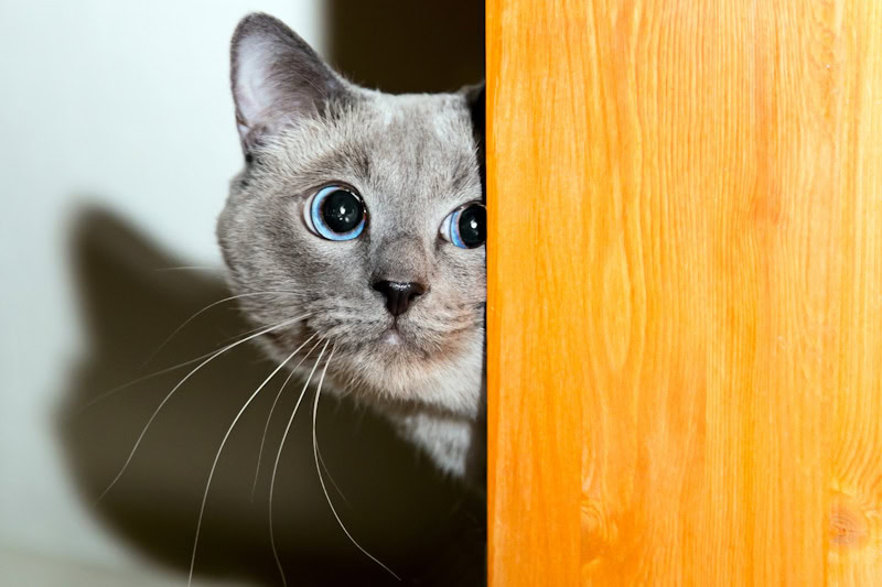 Scared cat hiding behind door