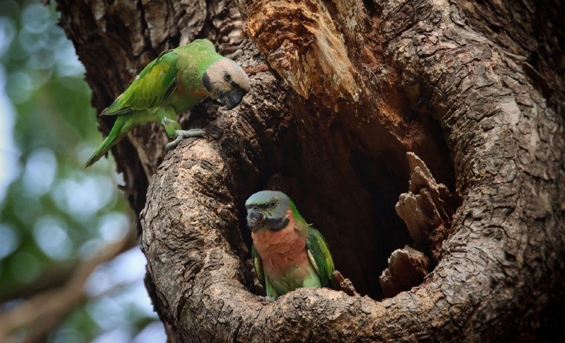 Scarlet Crested Parakeet