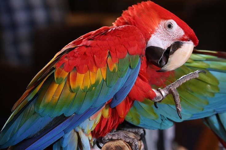 Scarlet Macaw