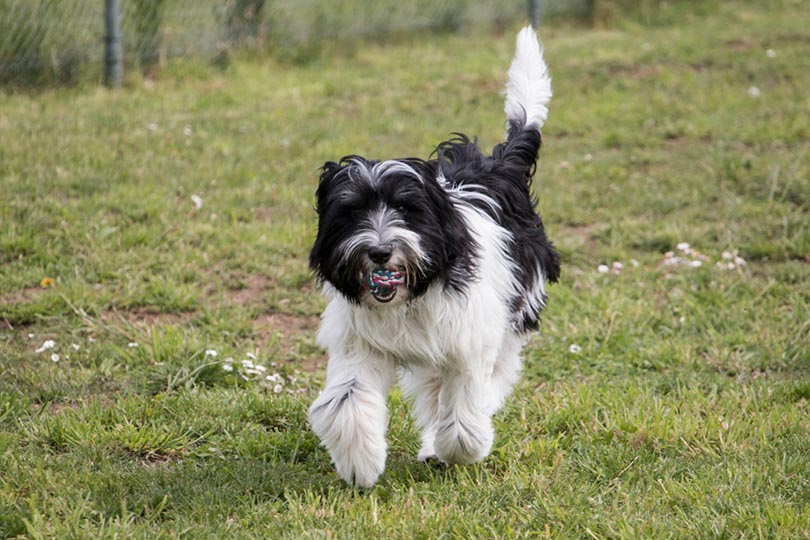 Schapendoes Dutch Sheepdog playing with ball